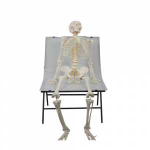 Full-size human skeleton model sitting on a platform for anatomical education