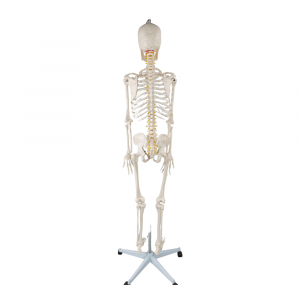 Back view of full-body skeleton model showing vertebrae and pelvic bones