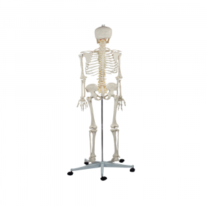 Rear skeletal structure with vertebrae color coding on metal stand