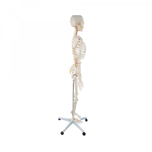 Side profile of full-size skeleton model highlighting posture and spinal curve