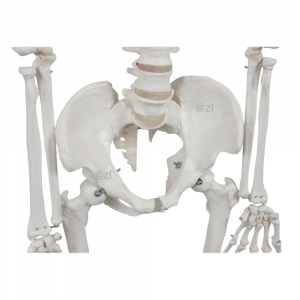 Life-size human skeleton model for medical training and school use