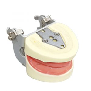 Edentulous dental model mounted on optional articulator for simulation practice