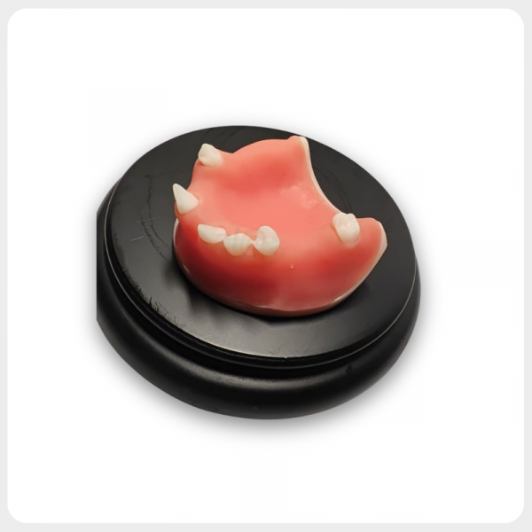 2 Maxillary Dental Suture Practice Model