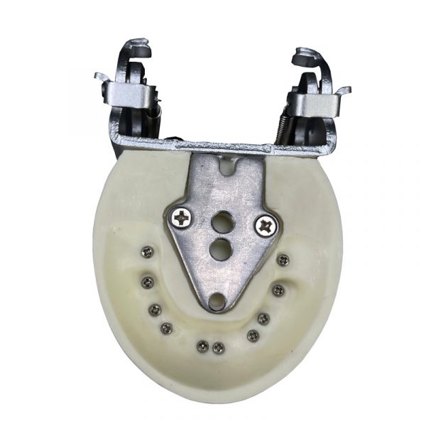 Primary Teeth Dental Model