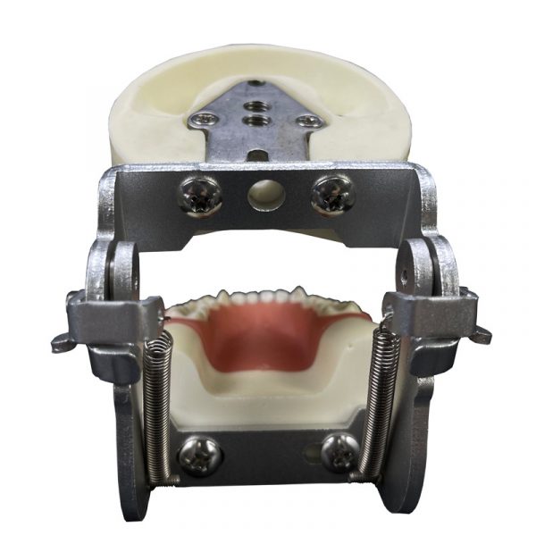 Primary Teeth Dental Model