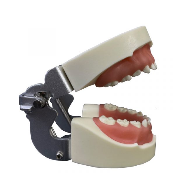 Primary Teeth Dental Model
