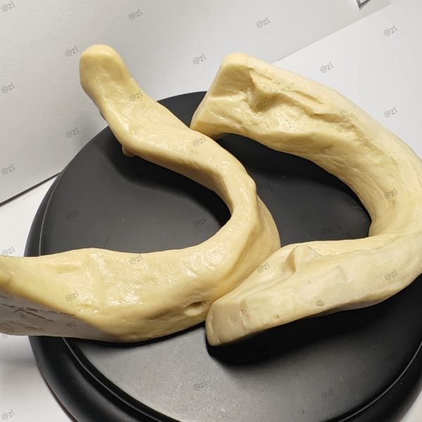 Front View of Mandible Dental Implant Model High-fidelity mandibular dental implant training model showing the front structure of the mandibular body and ramus for surgical teaching