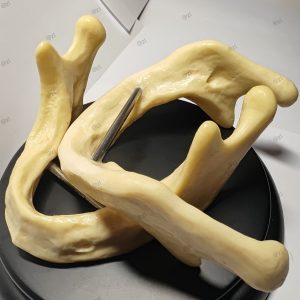 Top view of dental mandibular implant training model displaying bilateral ramus and mandibular body anatomical structure clearly