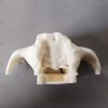 Zygomatic Implant Simulator