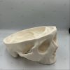 Surgical Skull