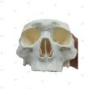 Surgical Skull
