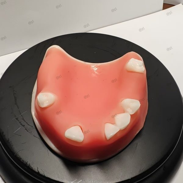 Maxillary Dental Suture Practice Model