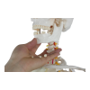 Movable Jaw Detail with Cervical Spine Close-up of movable jaw and cervical vertebrae with hand demonstrating jaw mobility