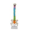 Back View of Colorful Spine Model with Pelvis