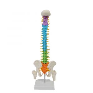 Back View of Colorful Spine Model with Pelvis