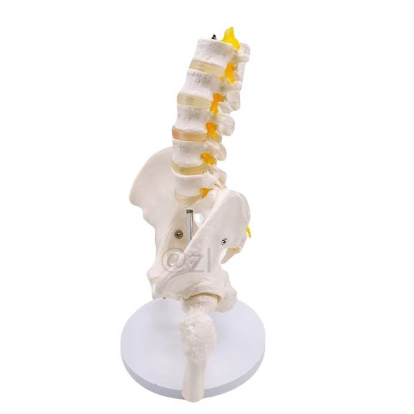 Side view of lumbar anatomical model with femur and support base