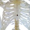 Transparent rib cage and sternum anatomy model