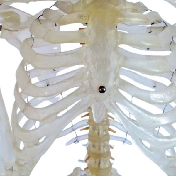 Transparent rib cage and sternum anatomy model