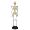 Back view of 85CM anatomical skeleton with visible spinal cord