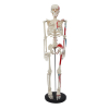 85cm anatomical human skeleton model with muscle painting front view
