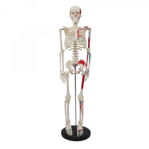 85cm anatomical human skeleton model with muscle painting front view
