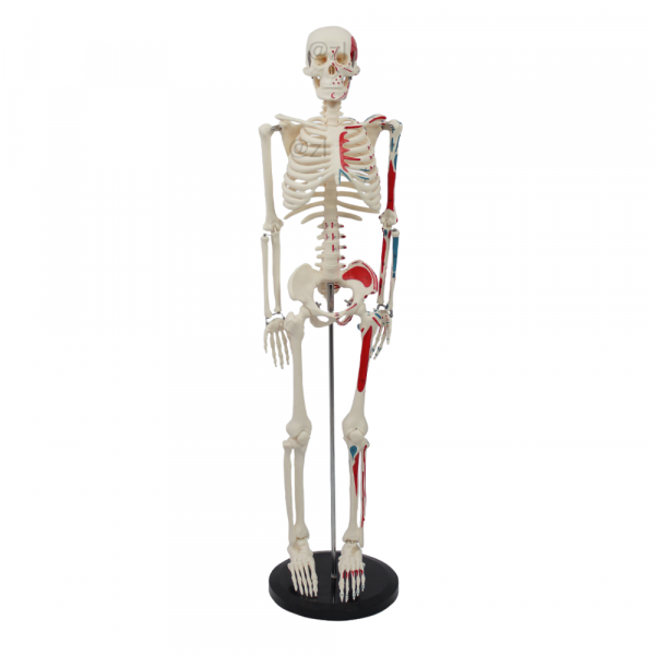 85cm anatomical human skeleton model with muscle painting front view
