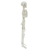 Side view of 85CM basic anatomical skeleton