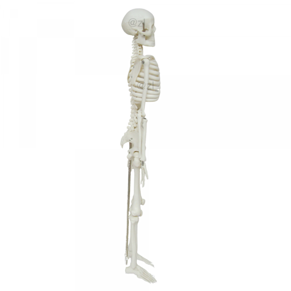 Side view of 85CM basic anatomical skeleton