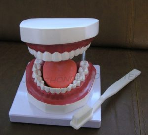 High Quality Nursing Training Teeth Burshing