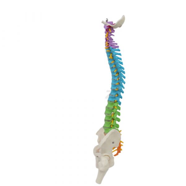 Left Side View of Flexible Spine Model