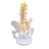 Back view of 5 lumbar vertebrae spine model with yellow nerves