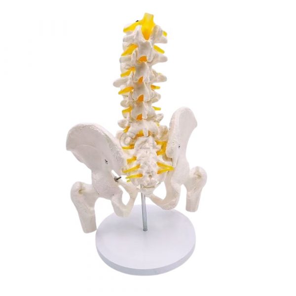 Back view of 5 lumbar vertebrae spine model with yellow nerves