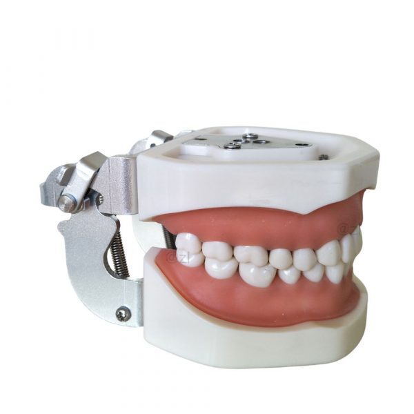 Right side closed view of dental typodont model