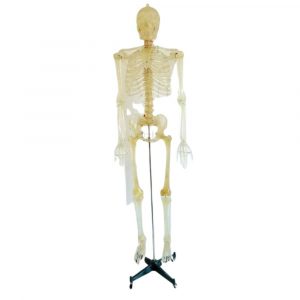 170cm full-size transparent human skeleton on stand