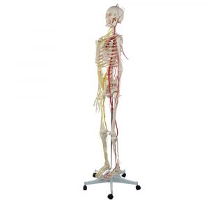 Right Side View of 170cm Skeleton with Red and Yellow Anatomical Markings