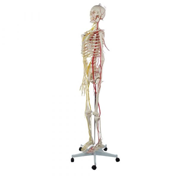 Right Side View of 170cm Skeleton with Red and Yellow Anatomical Markings