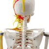 cervical vertebrae and cranial nerves on back of neck