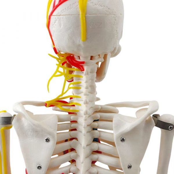 cervical vertebrae and cranial nerves on back of neck