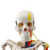 anatomical skull model with facial nerves and arteries