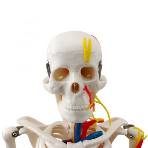 anatomical skull model with facial nerves and arteries
