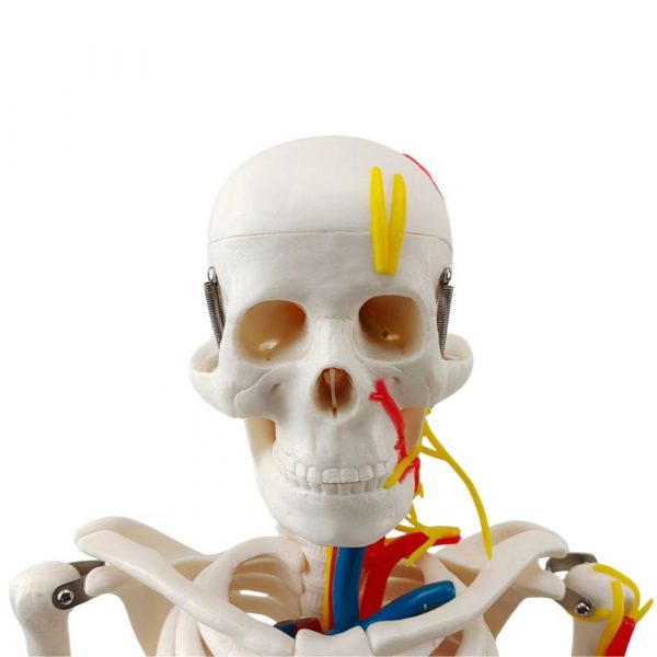 anatomical skull model with facial nerves and arteries