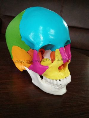 skull model