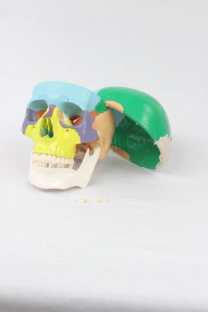 skull model