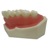 Back side view of dental upper jaw model with detailed molars
