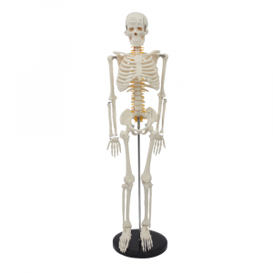 85CM human skeleton model front view with spinal nerves