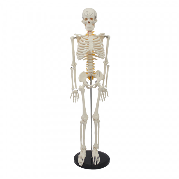 85CM human skeleton model front view with spinal nerves