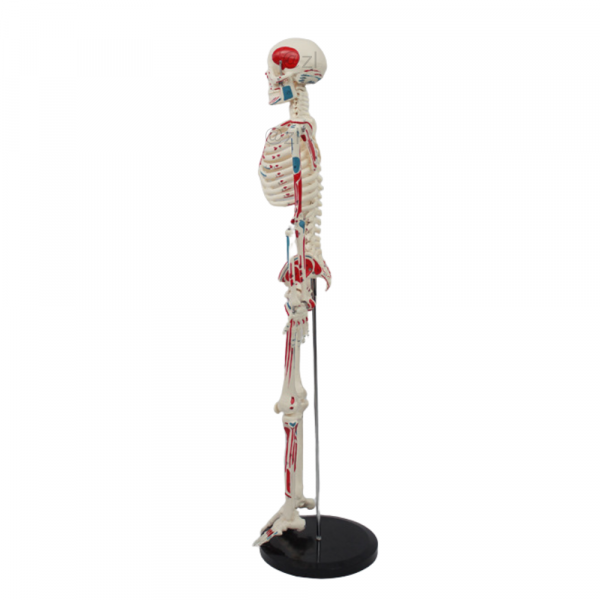 Side view of 85cm skeleton model showing muscle structure