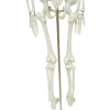 Leg bones on 85CM skeleton model