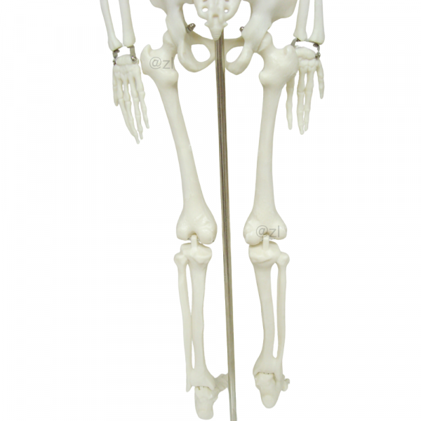 Leg bones on 85CM skeleton model