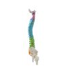 Right Side View of Spine Model for Teaching
